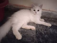 White Triple Coated Persian Cat For Sale 3 Months Age Female