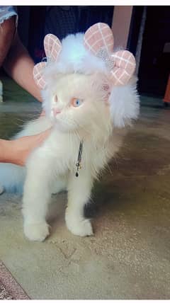 Double Coated Person Cat for Sale