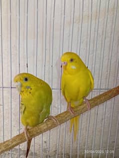 budgies pair parrot 
