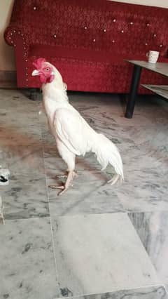 white aseel murghy