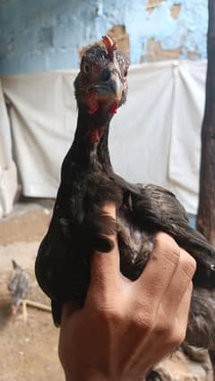 Aseel Sindhi