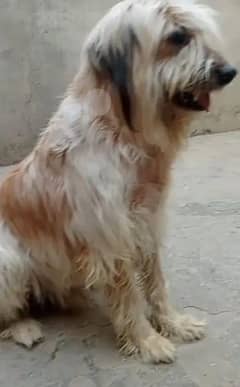 Male