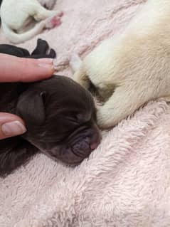 British Labrador Puppy High Quality Available 03212153474