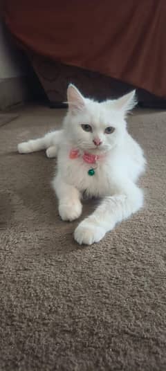 Beautiful White Persian Cat for Sale