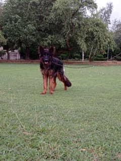 Black German Shepherd Puppy