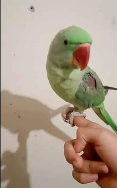 KASHMIRI JUMBO SIZE RAW CONTACT ( 03203469138 ) FULLY HAND TAME NAHI