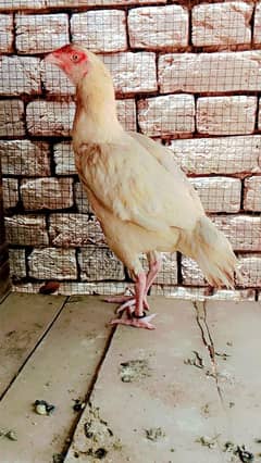 white nok . white nali  White eyes. .  03291310670. . . . . . . . .