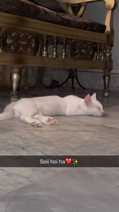 Free cat available