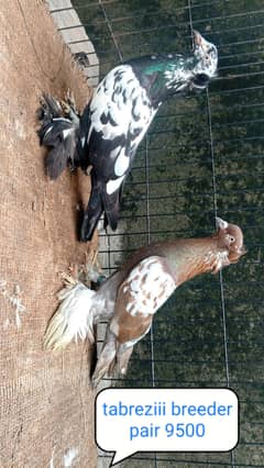 fancy pigeon | kabutar| Jacobin|  frillback saddle | amarican fantail|