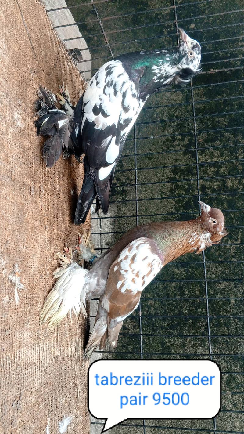 fancy pigeon | kabutar| Jacobin|  frillback saddle | amarican fantail| 4