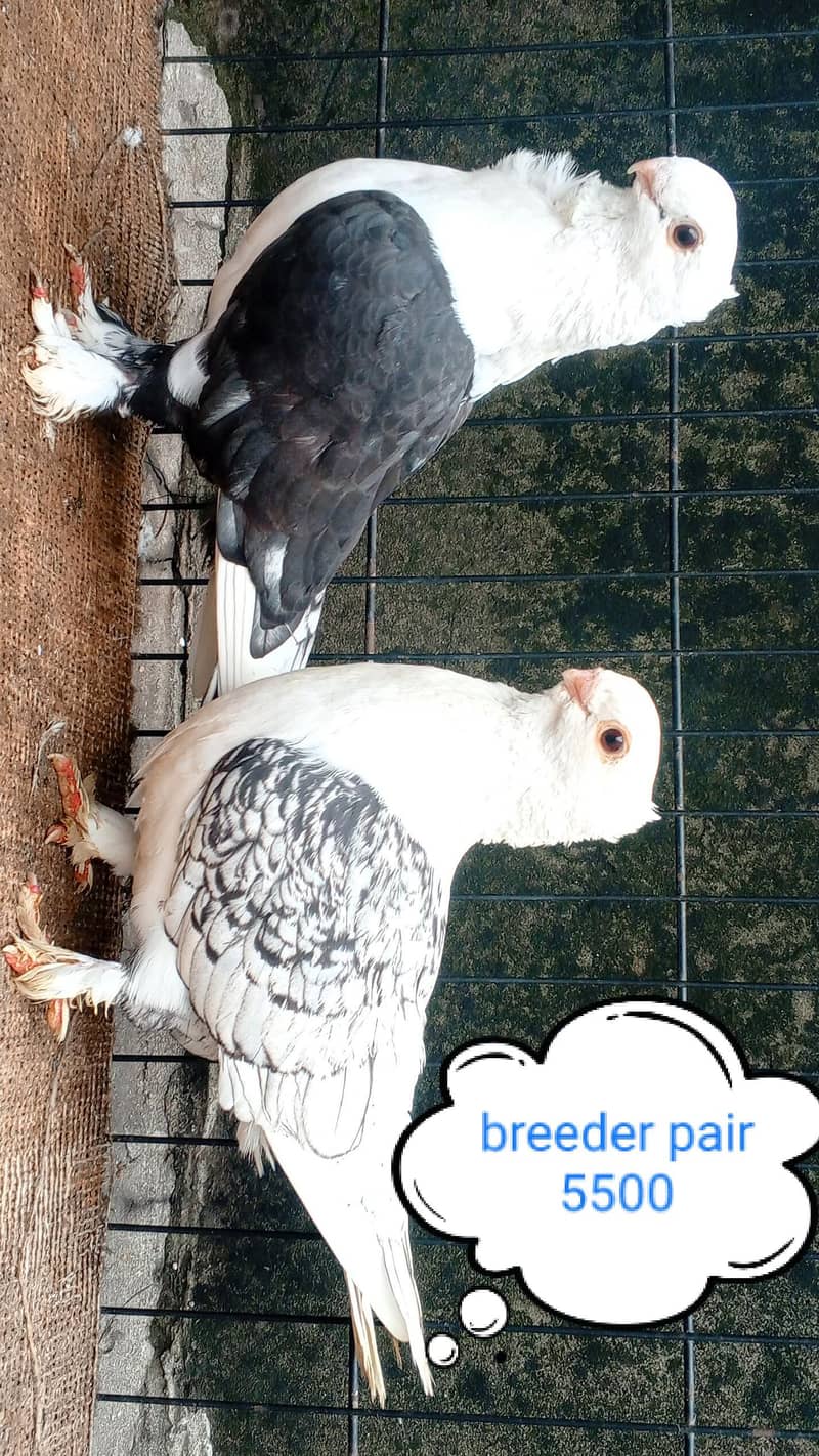 fancy pigeon | kabutar| Jacobin|  frillback saddle | amarican fantail| 5