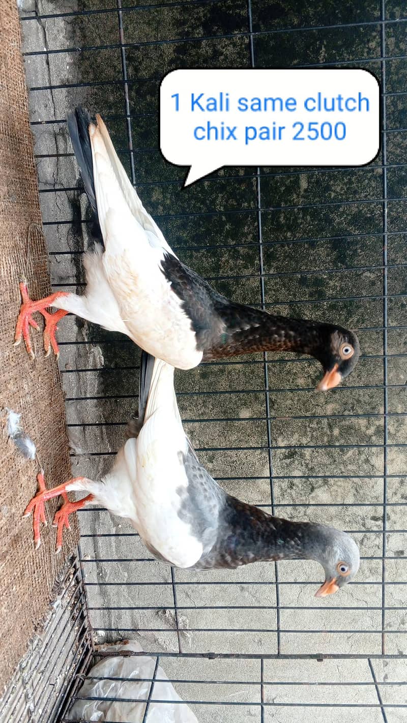 fancy pigeon | kabutar| Jacobin|  frillback saddle | amarican fantail| 12