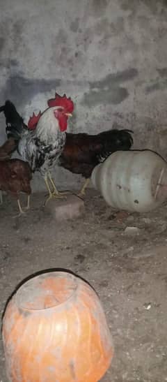 murga
