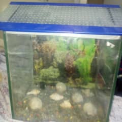 Aquarium with stone and shells