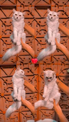 Persian