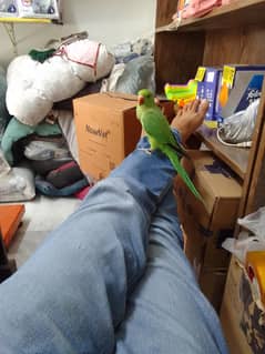 green parrot