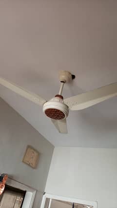 fan