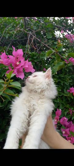 4 Persian  white cat babies + 1 brown Persian cat