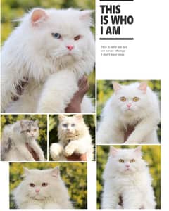 Cats | Kittens | Persian Cats | Persian Kittens | Tripple Coat | Punch