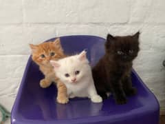 3 Persian kitten double coted odd eyes