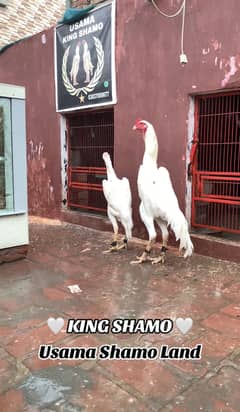 King shamo