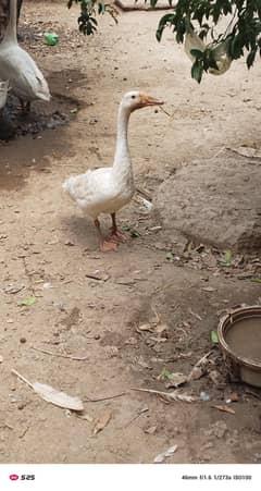 duks for sale