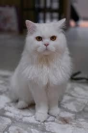 White Persian cat long hair