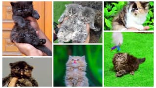 Cats | Kittens | Persian Cats | Persian Kittens | Tripple Coat | Punc