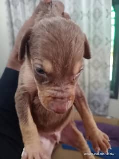 Doberman
