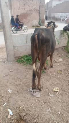 bachar