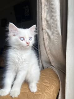 Cute Persian kitten with blue eyes and punch face for urgent sale