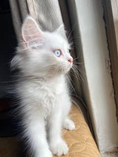 Cute Persian kitten with blue eyes and punch face for urgent sale