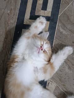 persian