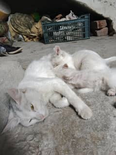 Mouiza with three kitten