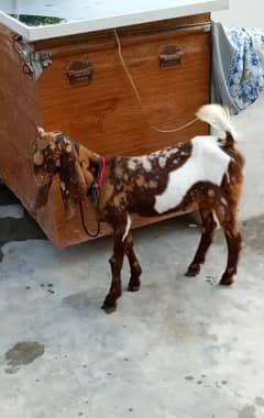 Bakra For sale kamore 4 mahin ka dusra Wala 3 mahin ka bacha hai