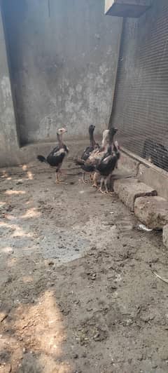 45 days shamo chiks