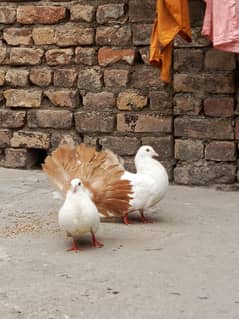 Red Tail pair