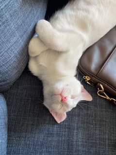 Urgent Adoption for Two Female Kittens