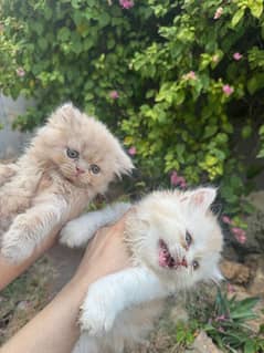 Persian kittens for sale higt quality