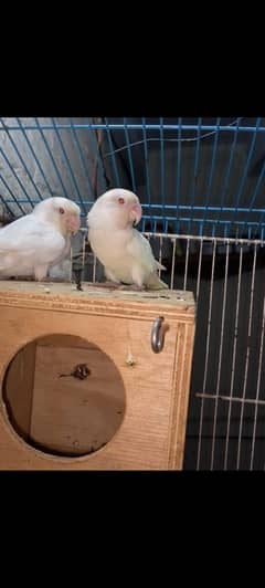 lovebird