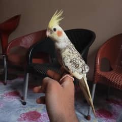Full Handtame Cockatiel