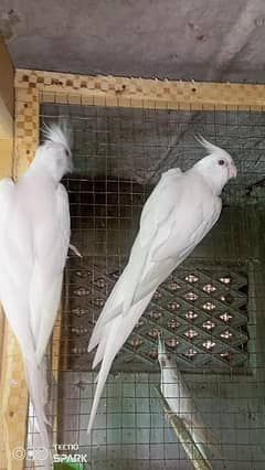Eno red eyes cocktail breeder pair