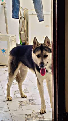 siberin