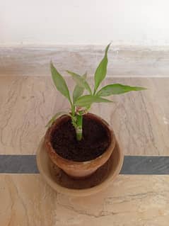 In Door Lucky Bamboo