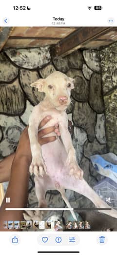 Bully guiltier  mix dog urgent sale phone 03267657158 hi