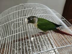Conure Parrot