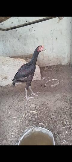 murga