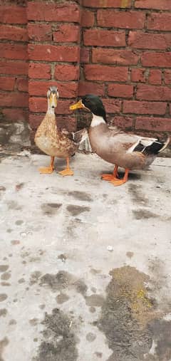 ducks