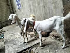baby goat male and female