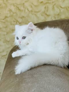 Persian